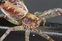 Philodromus_aureolus_D7500_Z_89_NP De Hoge Veluwe_Nederland
